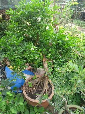 Cây  nguyệt quế. Mua bán Cây cảnh, đồ trang trí tại Thành phố Vũng Tàu Bà Rịa - Vũng Tàu được đăng bởi Dang Công Hoàng