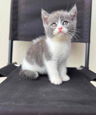 Bi Đực. Mua bán Mèo tại Quận 11 Tp Hồ Chí Minh được đăng bởi thuỷ tiên