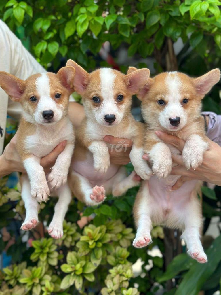 Corgi thuần chủng