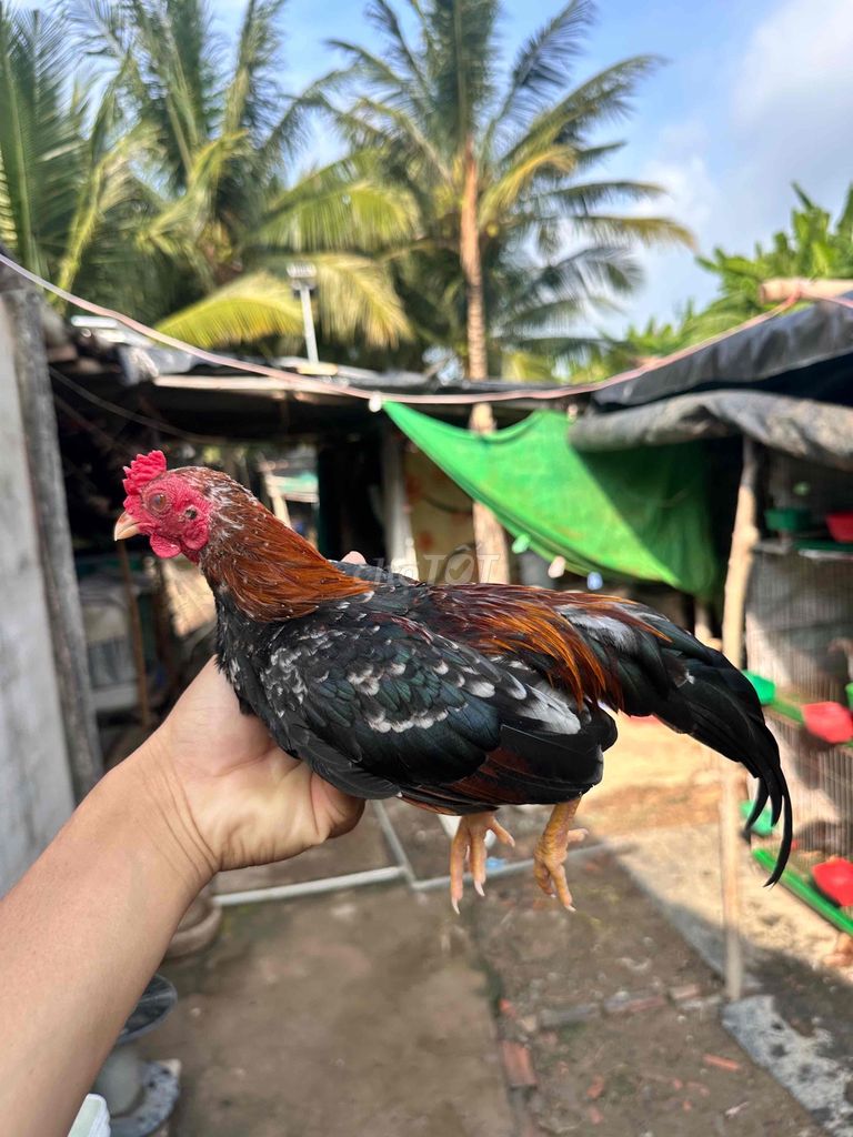 Gà tre đực điều bông. Mua bán Gà tại Huyện Cần Giuộc Long An được đăng bởi Gà tre bắc long an hình 1