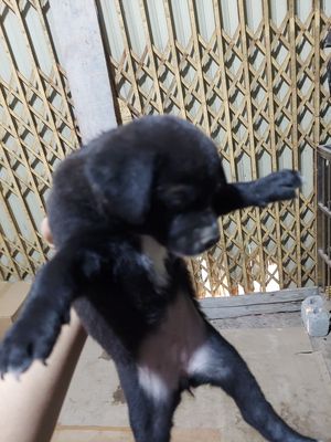 Bán đàn chó 5 con (vàng + đen) tại Kiến An,HP