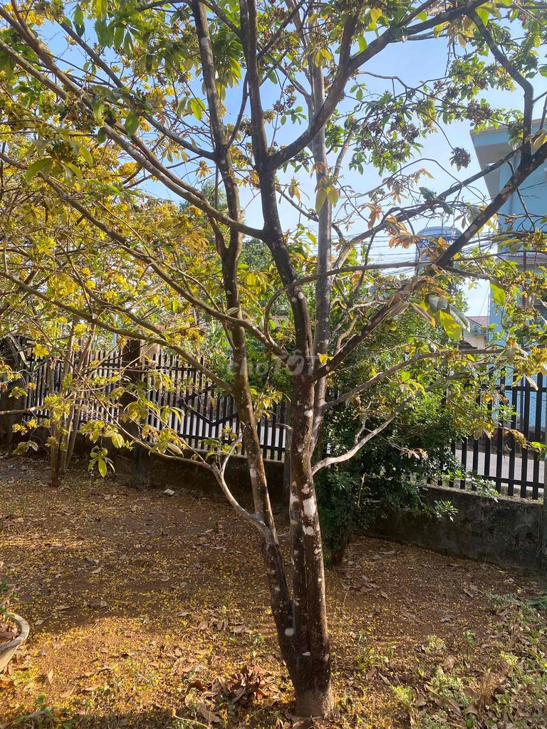 Mai vàng dáng đẹp gốc lâu năm. Mua bán Cây cảnh, đồ trang trí tại Huyện Ia Grai Gia Lai được đăng bởi Nhật Tường Hồ hình 1