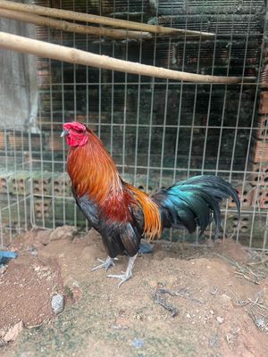 que 1k2. Mua bán Gà tại Thị xã Tân Uyên Bình Dương được đăng bởi Trại Gà Thanh nhã