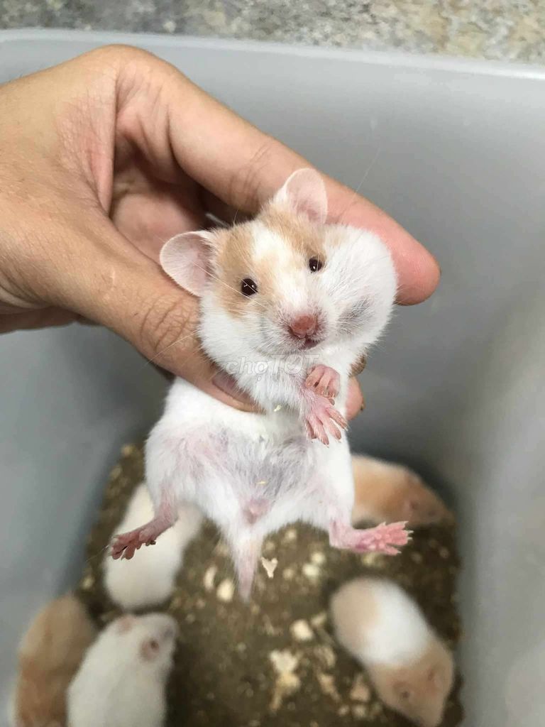 Hamster Bear mắt kiếng Baby. Mua bán Thú cưng khác tại Quận Bình Tân Tp Hồ Chí Minh được đăng bởi Ở trọ bày đặt bán chụtt hình 1