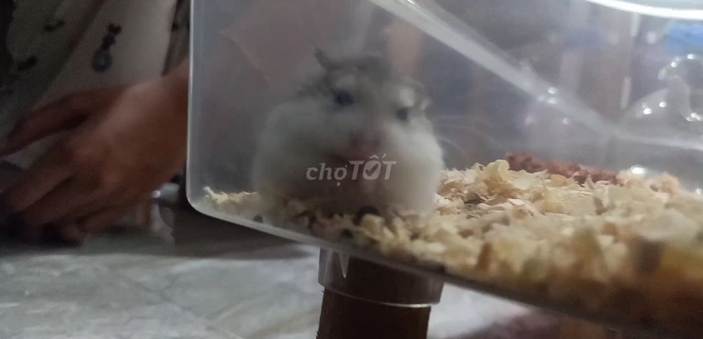 Bầy hamster robo baby ở Thủ Đức