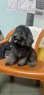 Chó Poodle Đen nhỏ Lông xoăn Thân thiện - 13454823