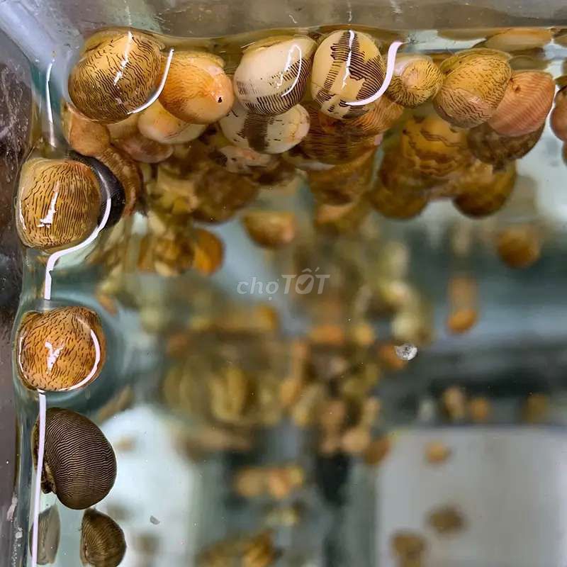 Ốc nerita. Mua bán Thú cưng khác tại Huyện Thanh Trì Hà Nội được đăng bởi Hiệp Lê Ngọc hình 1