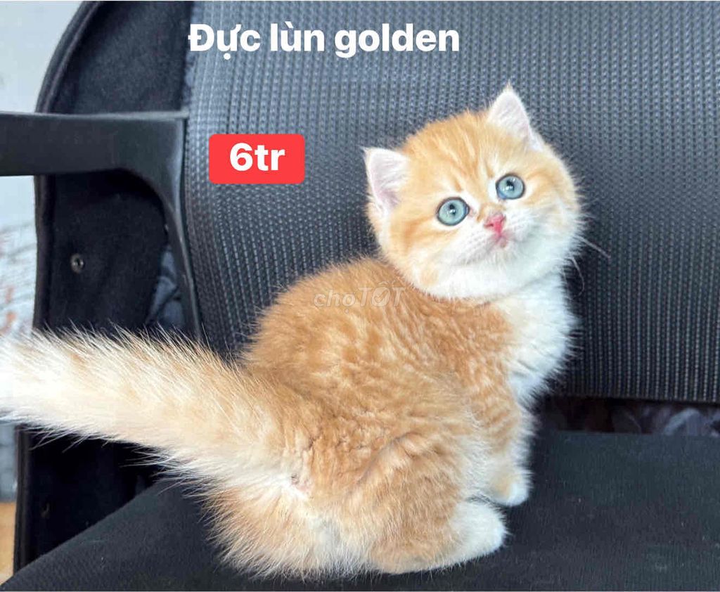 Mèo aln lùn. Mua bán Mèo tại Thành phố Thủ Đức Tp Hồ Chí Minh được đăng bởi minh chiến hình 1