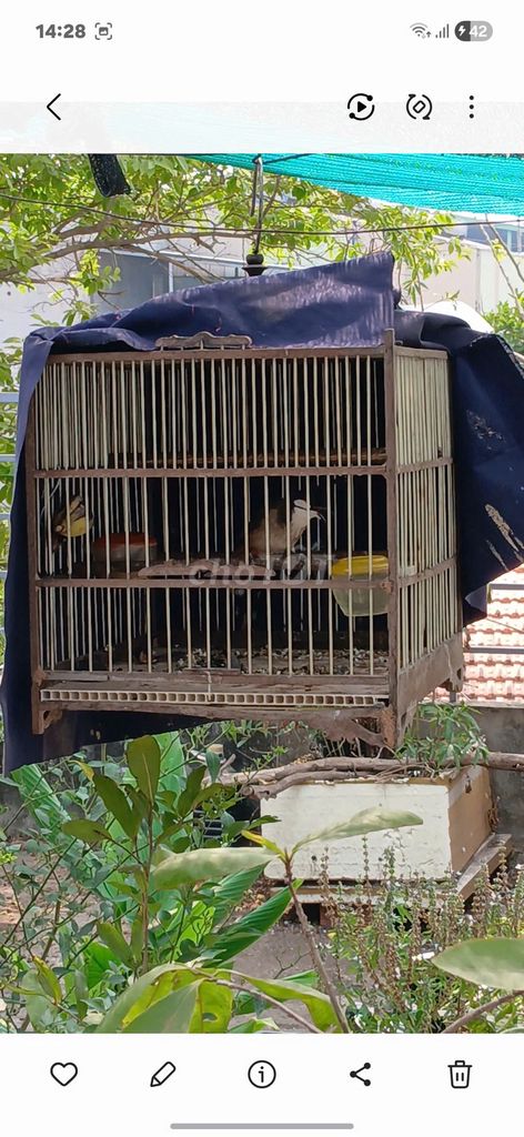Chim chào mào hót hay dáng đẹp khỏe mạnh. Mua bán Chim tại Thị xã Tân Uyên Bình Dương được đăng bởi Dinh Toan hình 1