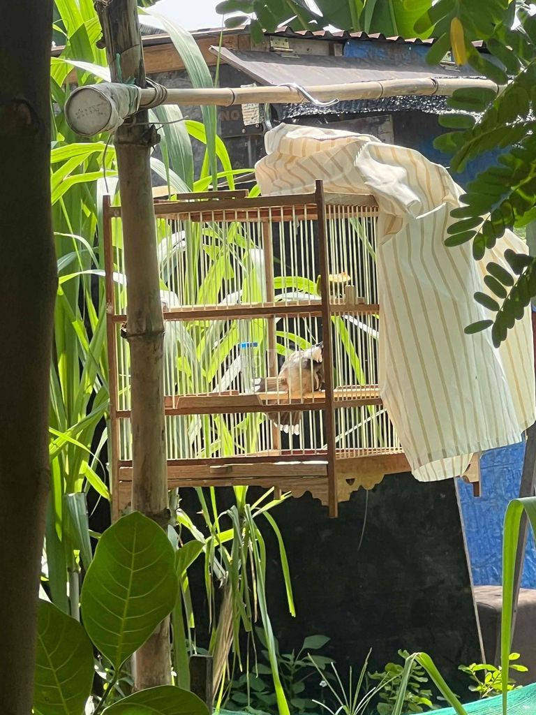 dô đi làm ko có thời gian chăm chim tuột lửa. Mua bán Chim tại Thành phố Thủ Đức Tp Hồ Chí Minh được đăng bởi Nguyễn Thành Lợi hình 1