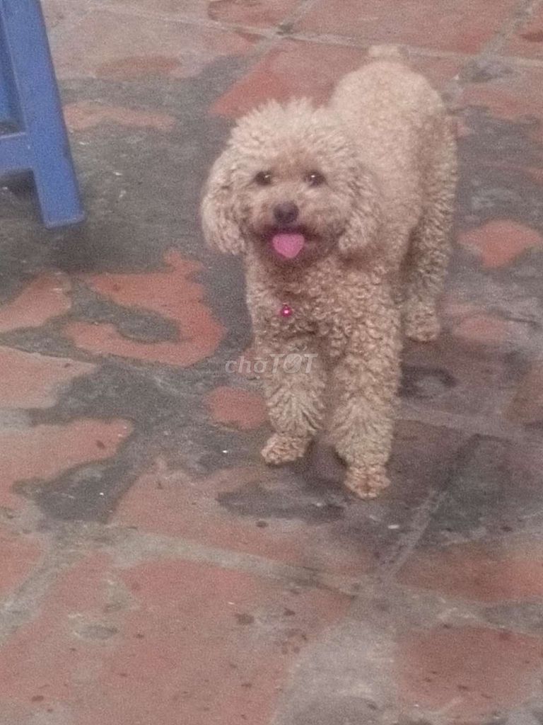 Chó Poodle cái 8 tháng Nâu vàng. Mua bán Chó tại Huyện Thanh Trì Hà Nội được đăng bởi Nguyễn Toàn hình 1