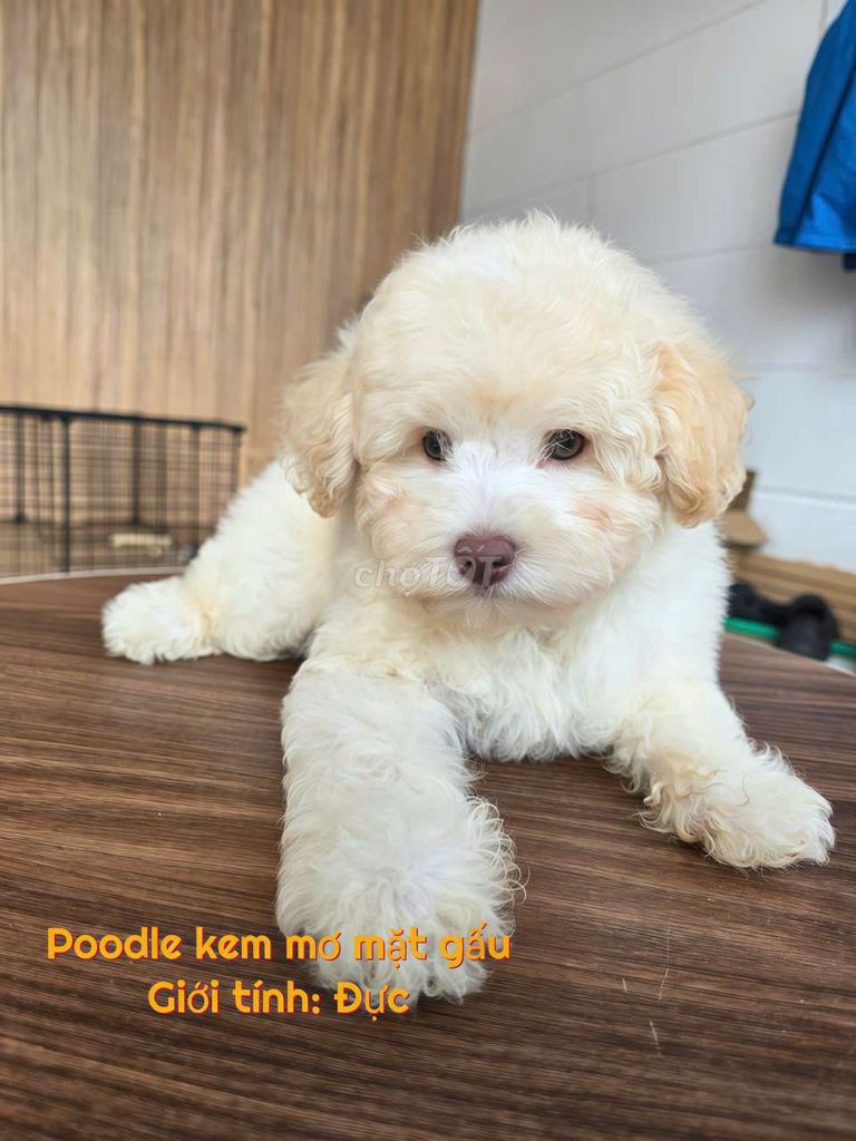 Chó Poodle Đực Kem mơ Đã tiêm phòng. Mua bán Chó tại Thành phố Trà Vinh Trà Vinh được đăng bởi Minh Phú hình 1