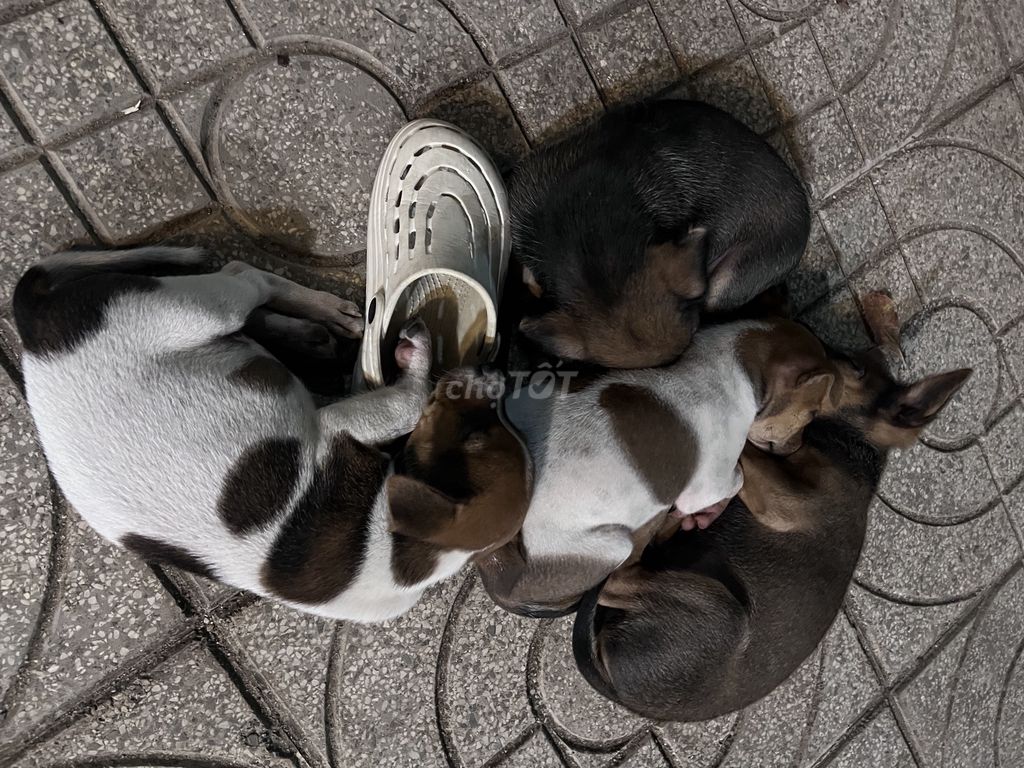 Chó lai Nhật 4 con chưa chích ngừa. Mua bán Chó tại Huyện Long Thành Đồng Nai được đăng bởi Quyền Nhật hình 1