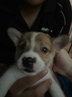 corgi lai nhật. Mua bán Chó tại Thành phố Thủ Đức Tp Hồ Chí Minh được đăng bởi Tên chưa cung cấp