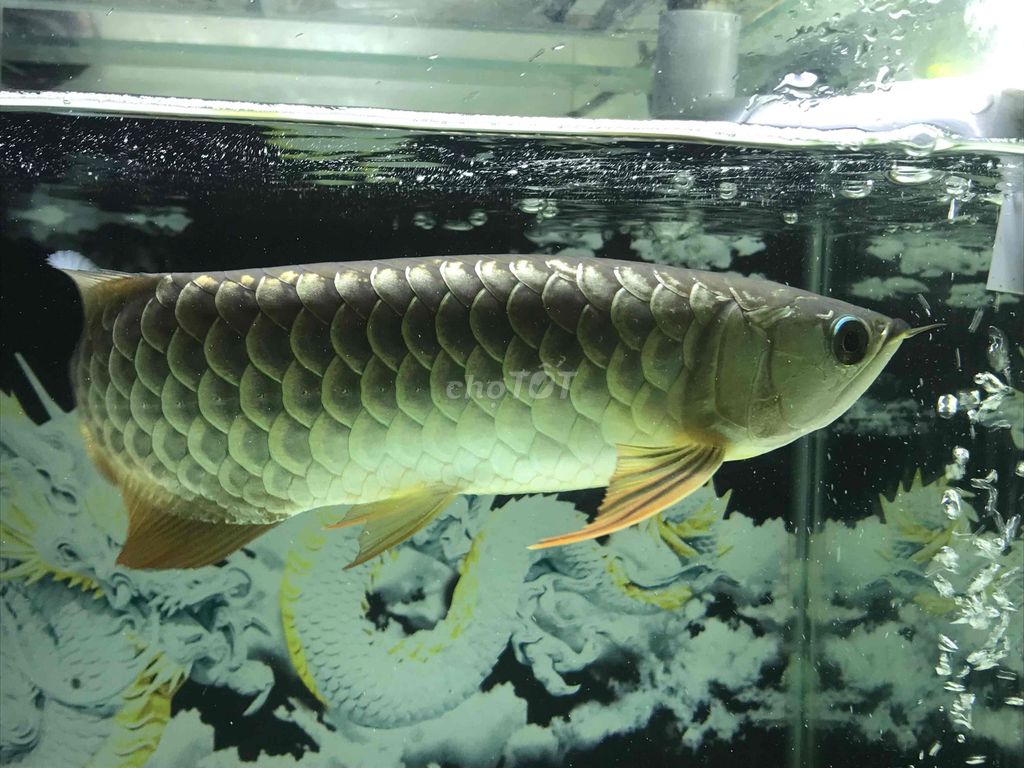 Cá Rồng Kim Long Quá Bối 30-32cm. Mua bán Thú cưng khác tại Quận 11 Tp Hồ Chí Minh được đăng bởi THANH TÙNG hình 1