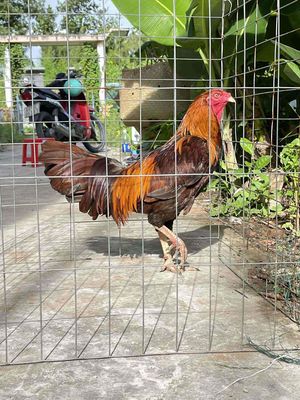 khét tay tốt 3kg zin. Mua bán Gà tại Huyện Long Hồ Vĩnh Long được đăng bởi nguyễn hoàng ngọc