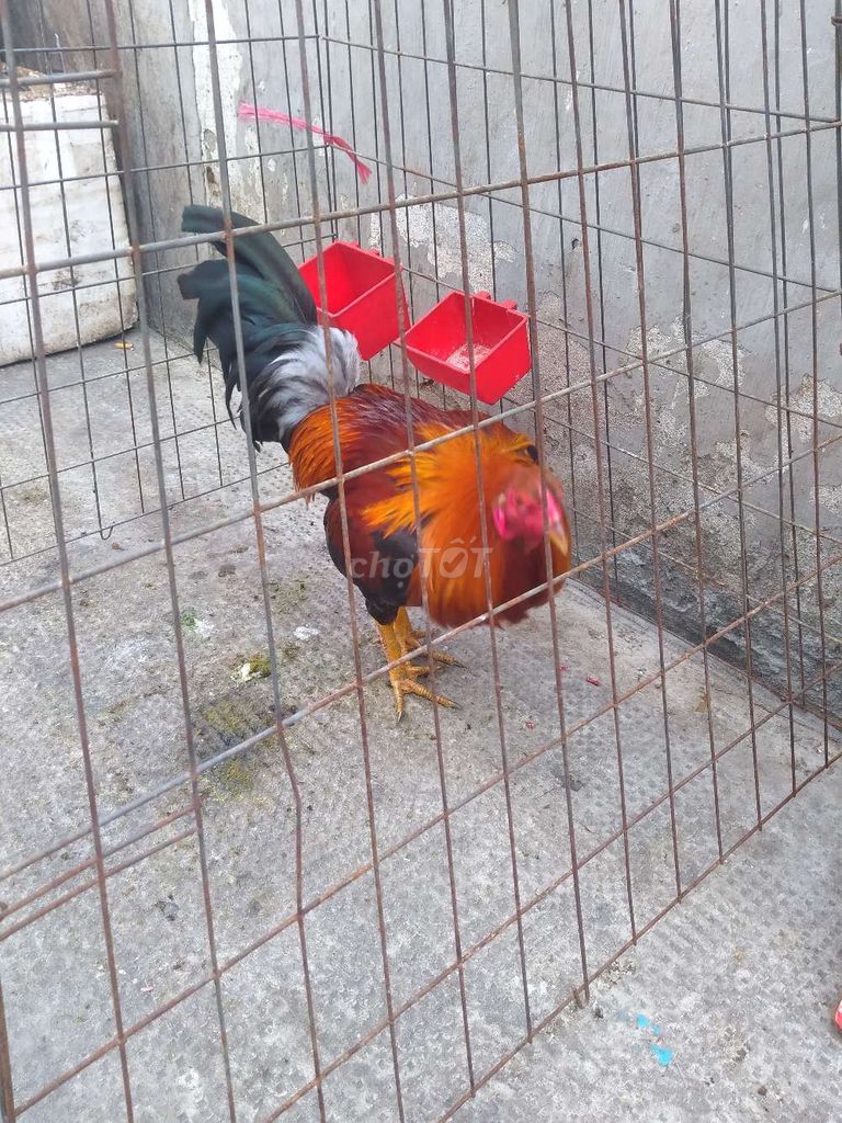 Gà Siêu Mỹ 1.4kg 7 tháng. Mua bán Gà tại Quận 6 Tp Hồ Chí Minh được đăng bởi Nghia Lee hình 1