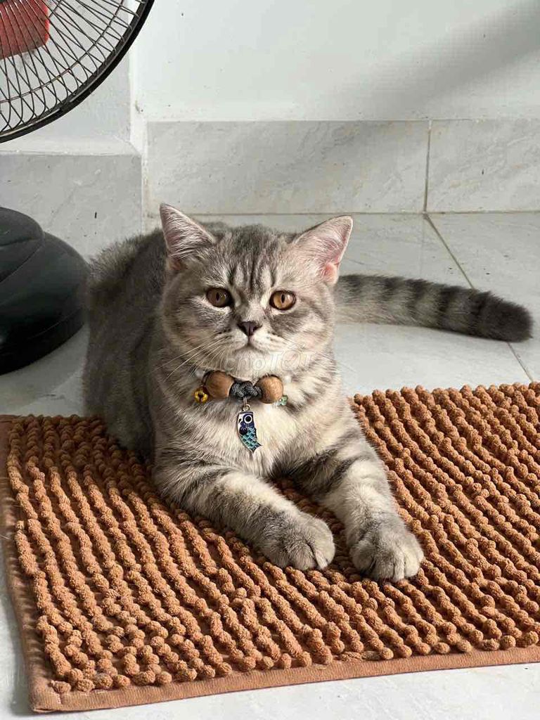 Mèo Anh lông ngắn Xám vằn đã tiêm. Mua bán Mèo tại Thành phố Thuận An Bình Dương được đăng bởi Hoang hình 1