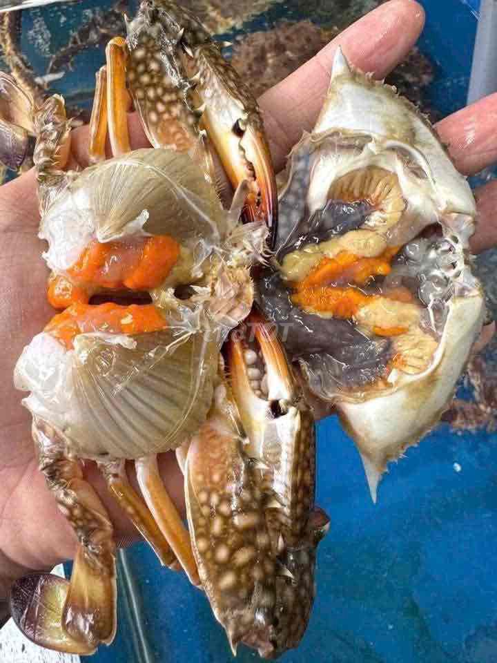 Ghẹ sống Bình Thuận. Mua bán Đồ ăn, thực phẩm và các loại khác tại Thành phố Thủ Đức Tp Hồ Chí Minh được đăng bởi Nguyễn Tấn Liêm hình 3