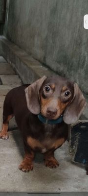 Chó Dachshund Nâu. Mua bán Chó tại Thị xã Tân Uyên Bình Dương được đăng bởi văn hải