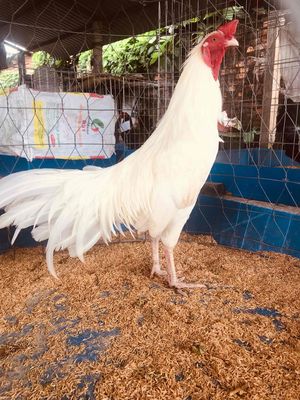 trống thái việt cho ae lam gióng 2.9 3kg 1 cặp. Mua bán Gà tại Huyện Mang Thít Vĩnh Long được đăng bởi Hưng Quoc