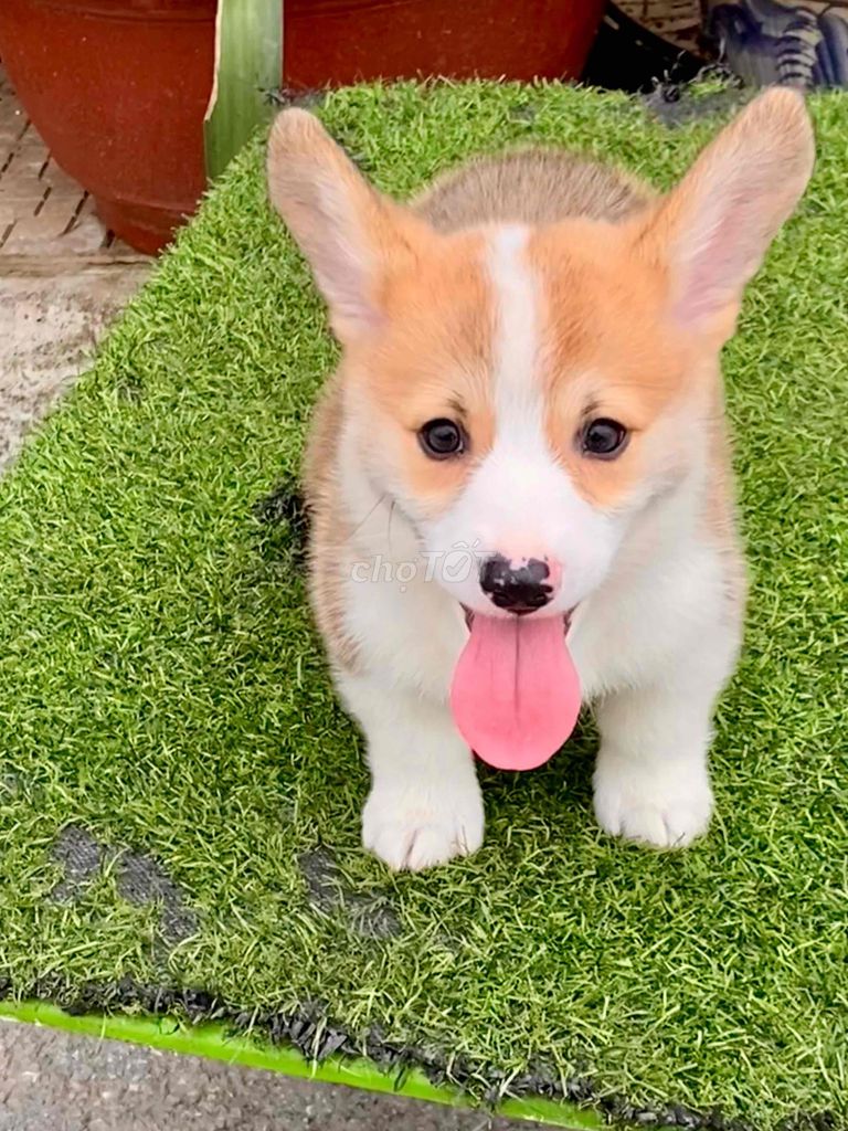 bé đực corgi kẻ vẽ cân khăn cổ full