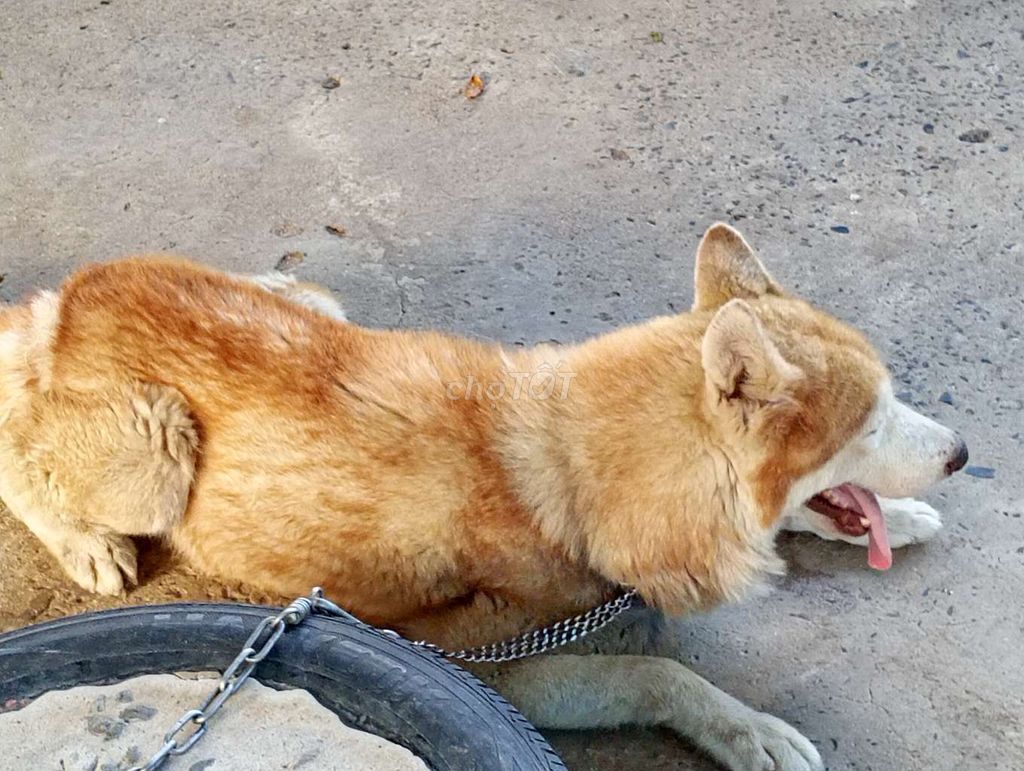 Chó Husky Đực Nâu Trắng.SG. Mua bán Chó tại Thành phố Thủ Đức Tp Hồ Chí Minh được đăng bởi Nhân Rottweiler  hình 1