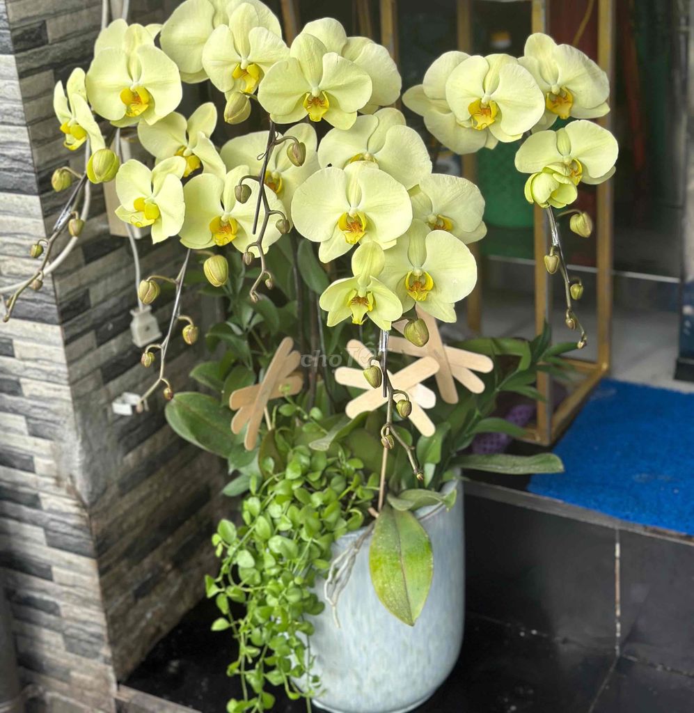 Bán Rẻ Chậu Hoa Lan Hồ Điệp Vàng Nhạt - Hoa Tươi. Mua bán Cây cảnh, đồ trang trí tại Quận 11 Tp Hồ Chí Minh được đăng bởi Linh hình 1