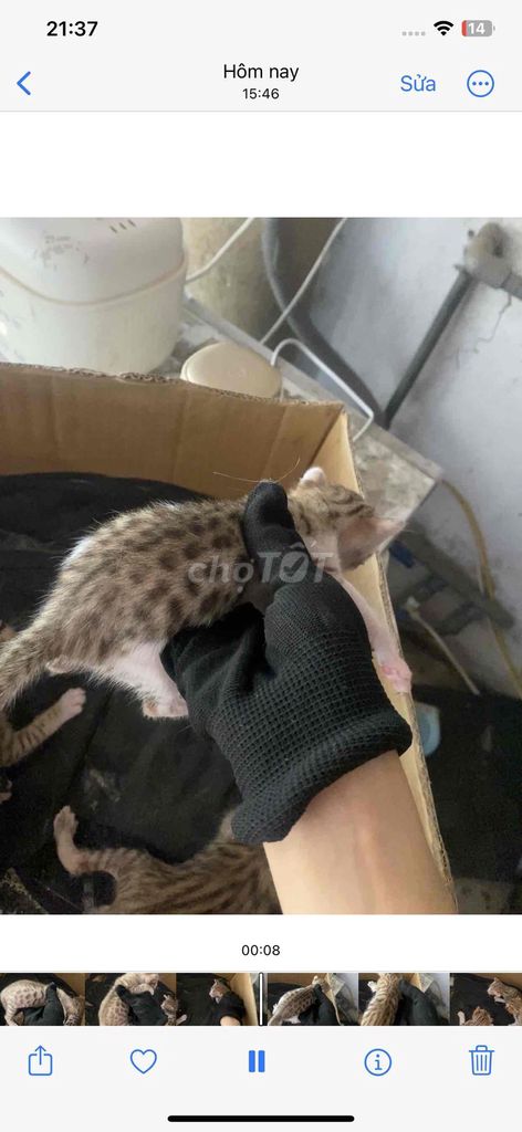 Mèo Bengal lai. Mua bán Mèo tại Thành phố Dĩ An Bình Dương được đăng bởi ThuongBanMeo hình 1