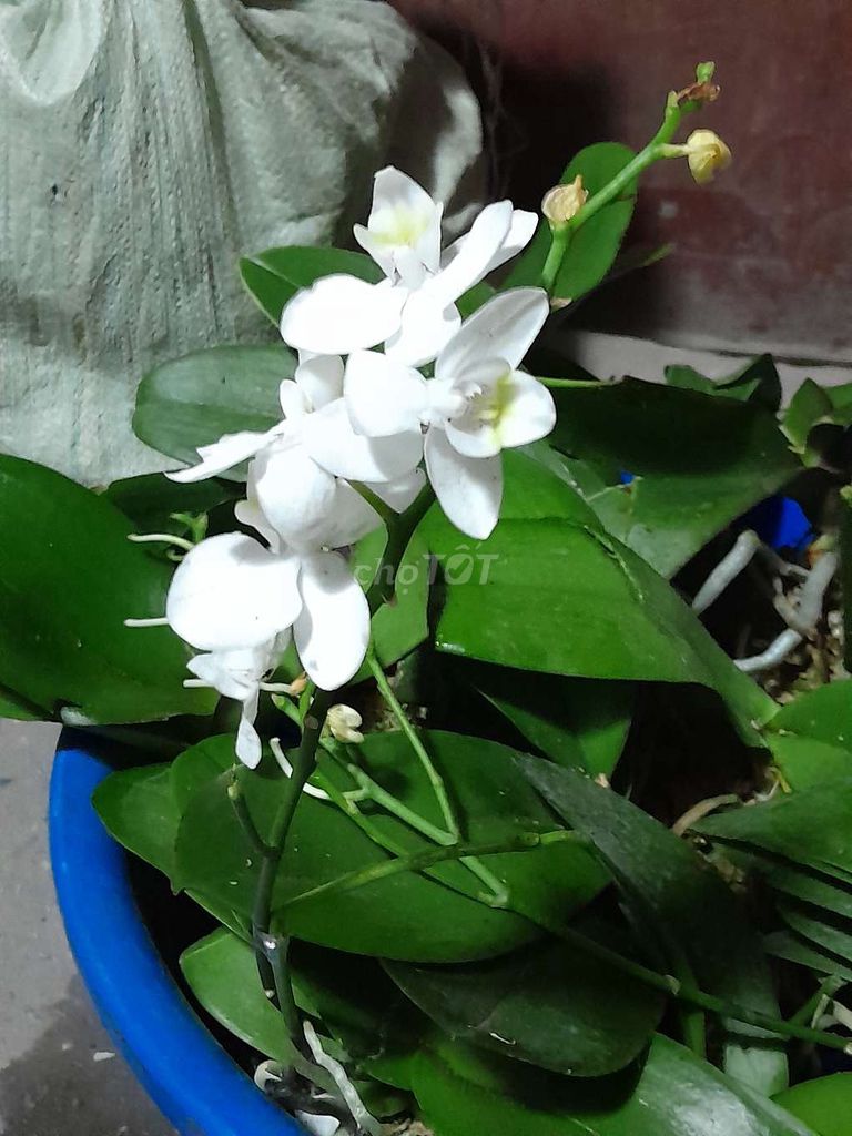 Cây hoa lan trắng. Mua bán Cây cảnh, đồ trang trí tại Quận Hoàng Mai Hà Nội được đăng bởi Hương Ly hình 1