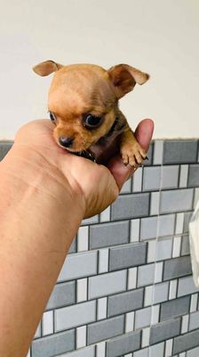 Chó Chihuahua teacup
