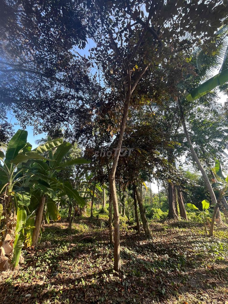 cây vú sữa tím. Mua bán Cây cảnh, đồ trang trí tại Huyện Châu Thành Long An được đăng bởi Bán tùm lum hình 1