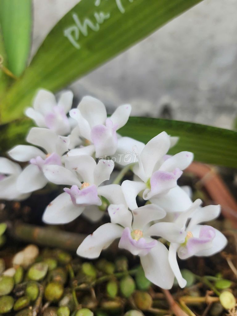 Lan Ngọc Điểm Semi lưỡi hồng đột biến HIẾM CÓ. Mua bán Cây cảnh, đồ trang trí tại Thị xã Bến Cát Bình Dương được đăng bởi  Lan Rừng Độc Đẹp Hiếm PND hình 1