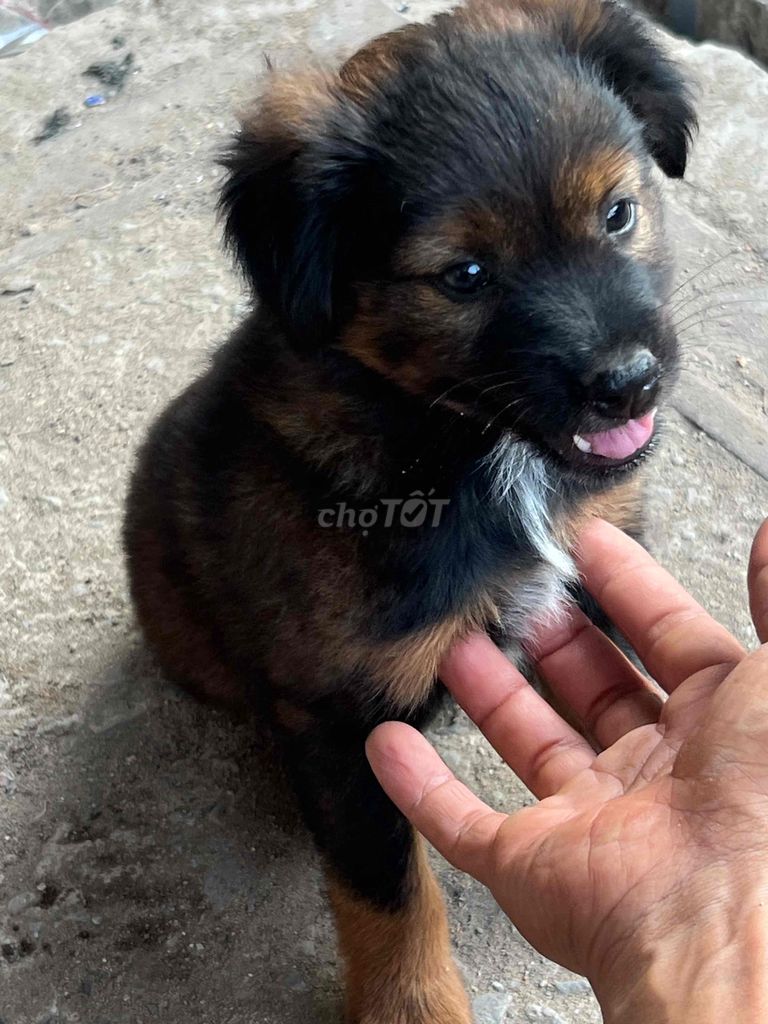 Chó Nhỏ Siêu Quậy. Mua bán Chó tại Quận Gò Vấp Tp Hồ Chí Minh được đăng bởi Toàn hình 6