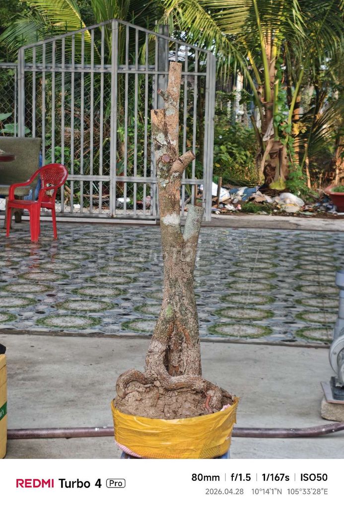 Mai tứ quý dáng trực già mùa. Mua bán Cây cảnh, đồ trang trí tại Quận Ninh Kiều Cần Thơ được đăng bởi Công Nghệ Nhật hình 1