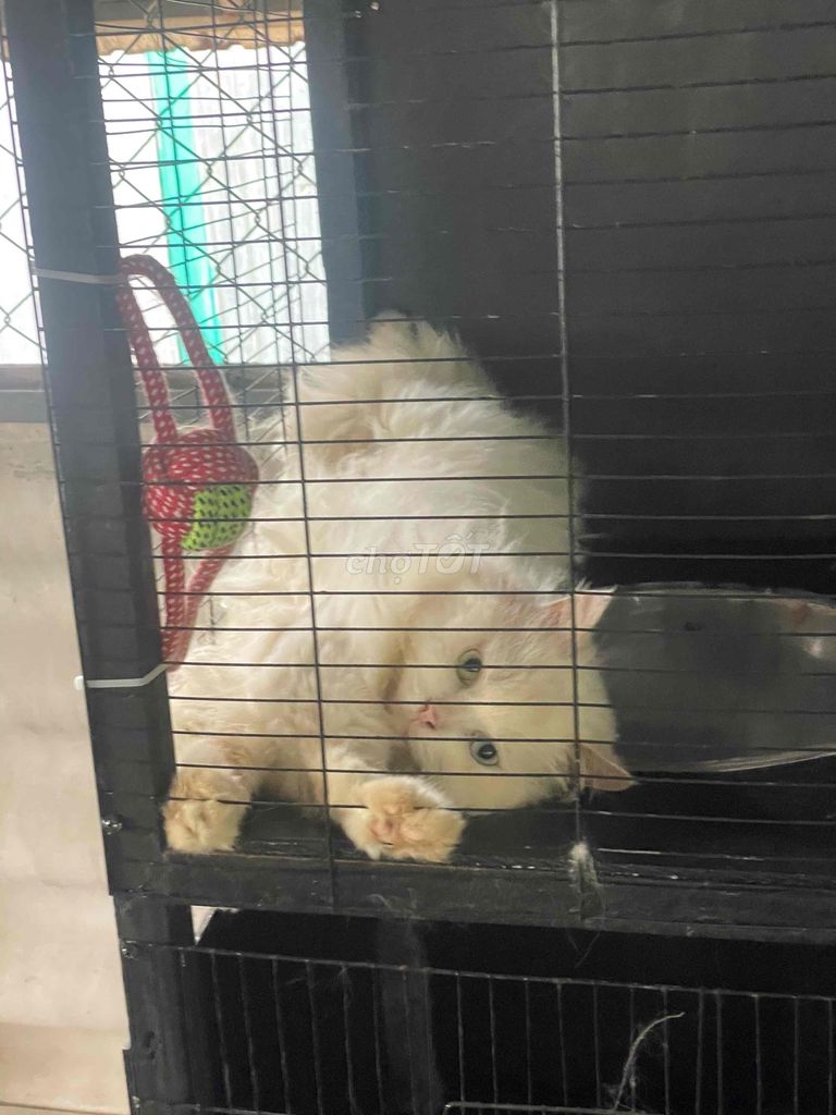 Mèo Anh Lông dài Trắng Lông dày mượt. Mua bán Mèo tại Huyện Phong Điền Cần Thơ được đăng bởi Khoa hình 1