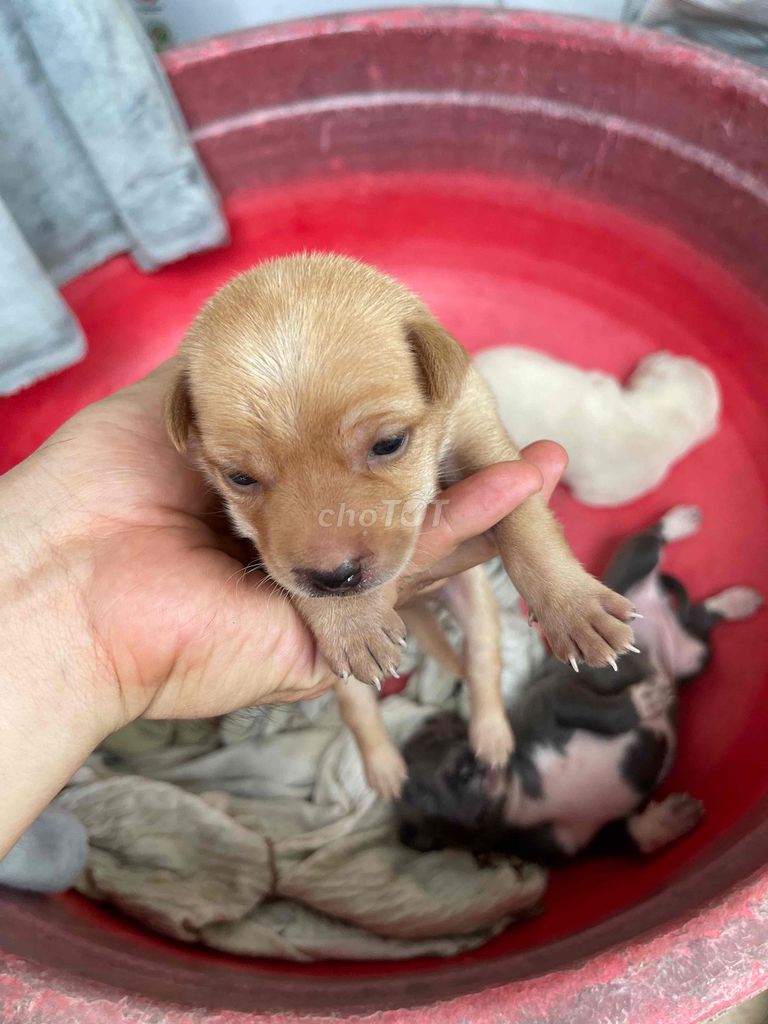 7 con đủ màu. Mua bán Chó tại Huyện Gò Công Đông Tiền Giang được đăng bởi Ngô Hữu Lộc hình 1
