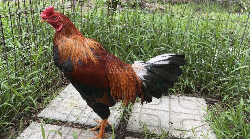 Điều vàng 2k950 chân vàng 8 móng đen. Mua bán Gà tại Huyện Bình Đại Bến Tre được đăng bởi Lê Minh Võ hình 1