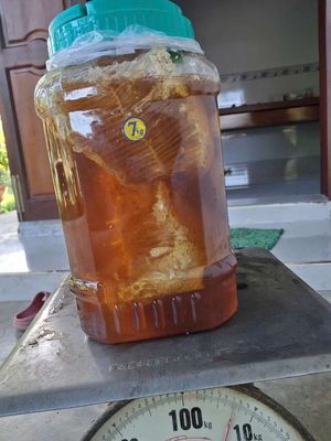 12kg mật ong rừng cả tổ nguyên chất PHÚ YÊN. Mua bán Đồ ăn, thực phẩm và các loại khác tại Quận Gò Vấp Tp Hồ Chí Minh được đăng bởi Bùi Văn Dũng