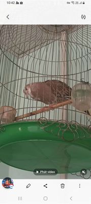 Vân rồng khiển khách. Mua bán Chim tại Huyện Nhà Bè Tp Hồ Chí Minh được đăng bởi A Trọng