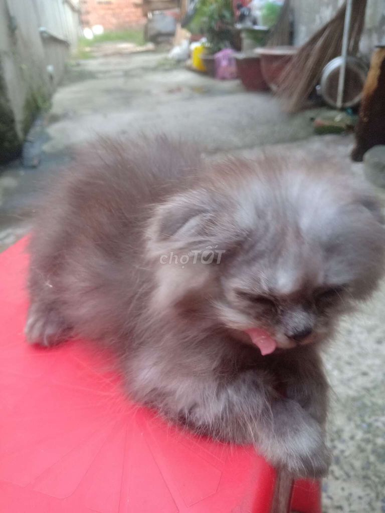 Mèo anh lông ngắn màu xám. Mua bán Mèo tại Quận 12 Tp Hồ Chí Minh được đăng bởi DDi C'cy hình 3