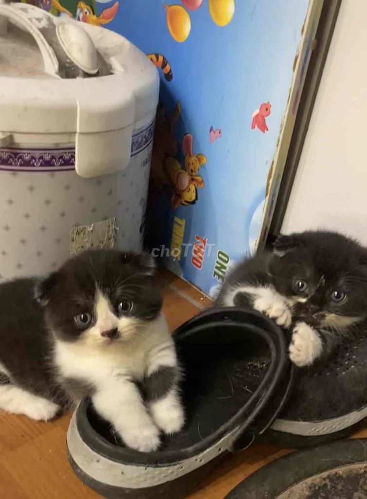 Mèo Munchkin Bicolor Cái. Mua bán Mèo tại Quận Hai Bà Trưng Hà Nội được đăng bởi Đoàn Văn Sơn hình 1