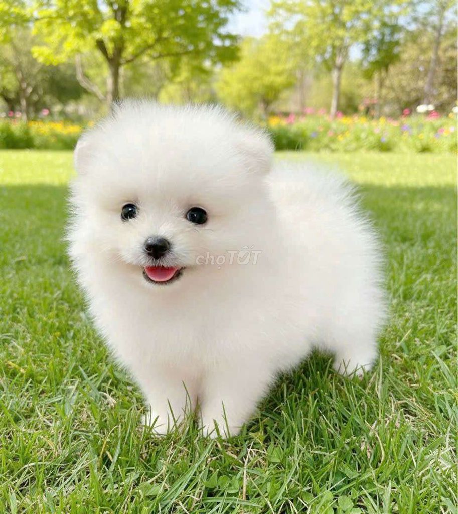 Phốc sóc mini, đủ màu 60 ngày. Mua bán Chó tại Quận Bình Tân Tp Hồ Chí Minh được đăng bởi Tâm Nguyễn hình 1