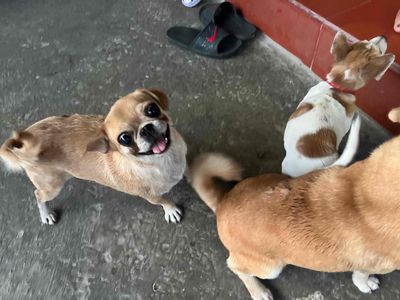 Bán cún đã được tiêm phòng đường ruột. Mua bán Chó tại Thành Phố Đồng Hới Quảng Bình được đăng bởi Hieuuu