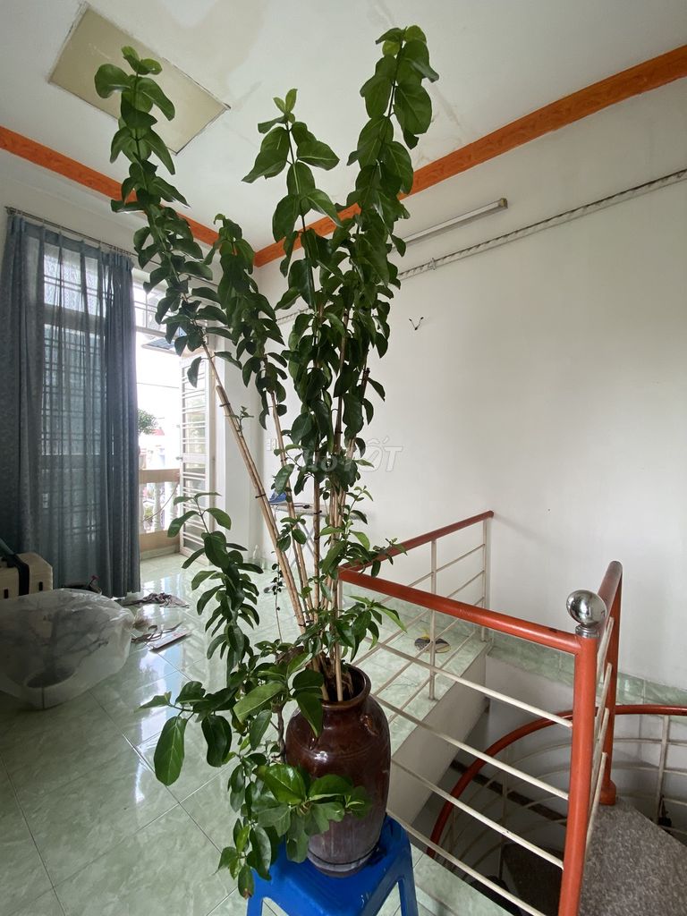 Bán cay bonsai Sam Hương. Mua bán Cây cảnh, đồ trang trí tại Quận Tân Phú Tp Hồ Chí Minh được đăng bởi Trần quốc Huyên hình 1