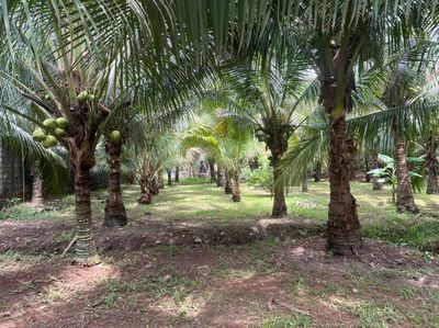 Đất vườn Phước Bình, đường nhựa thông, dân cư hiện hữu, shr sẵn.. Mua bán đất tại Huyện Long Thành Đồng Nai được đăng bởi Tâm