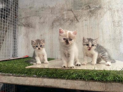 mèo aln con. Mua bán Mèo tại Quận 8 Tp Hồ Chí Minh được đăng bởi C Thư