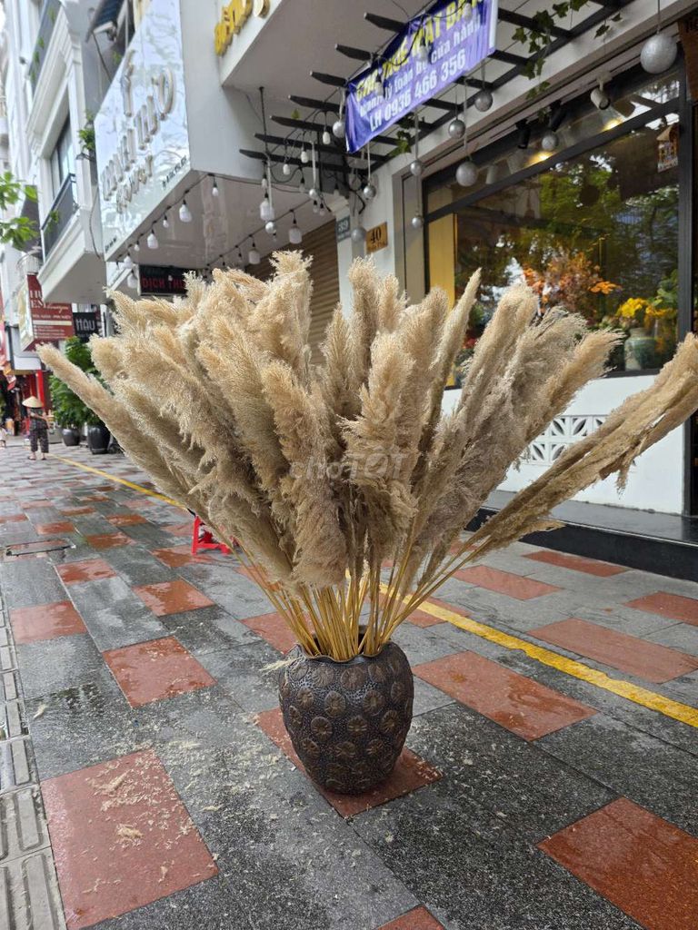 Cỏ lau khô trang trí nhà cửa nâu nhạt  thanh lý 5k. Mua bán Cây cảnh, đồ trang trí tại Quận Ngô Quyền Hải Phòng được đăng bởi Tuấn hình 1