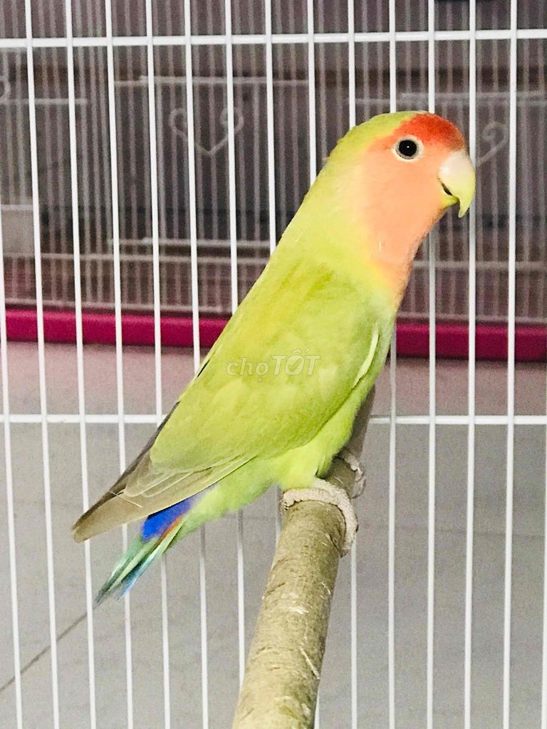 LoveBird sinh sản