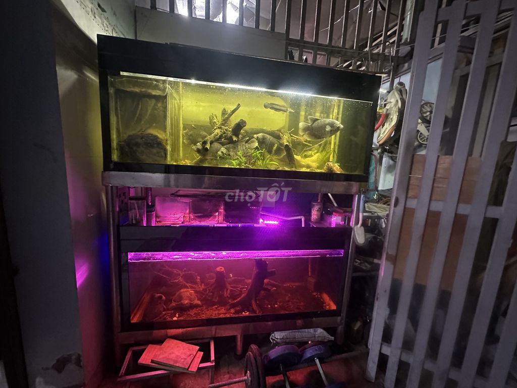 Hồ cá kính cường lực 10li. Mua bán Phụ kiện, Thức ăn, Dịch vụ tại Thành phố Thủ Dầu Một Bình Dương được đăng bởi Tiến Thái hình 1